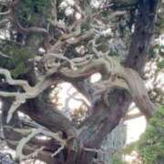 ヒメ日記 2026/03/23 11:08 投稿 内山歩美(あゆみ) 東京不倫～とうきょうふりん～