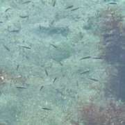 ヒメ日記 2026/03/24 11:38 投稿 内山歩美(あゆみ) 東京不倫～とうきょうふりん～