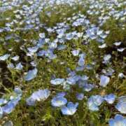 ヒメ日記 2026/04/17 23:28 投稿 内山歩美(あゆみ) 東京不倫～とうきょうふりん～