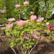 内山歩美(あゆみ) 久しぶりのヒールで 東京不倫～とうきょうふりん～