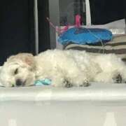 ヒメ日記 2025/09/13 11:36 投稿 めるるは今日も絶好調‼️ グッドスマイル