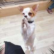 藤木(ふじき) 餌をねだる犬🐶 相模原人妻城