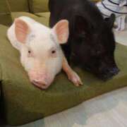 ヒメ日記 2025/06/13 10:19 投稿 木場 人妻風俗チャンネル