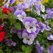 ヒメ日記 2025/06/13 14:45 投稿 木場 人妻風俗チャンネル