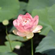 ヒメ日記 2025/07/24 10:42 投稿 木場 人妻風俗チャンネル