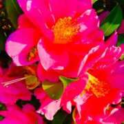 ヒメ日記 2025/07/06 09:02 投稿 愛田いずみ 恋する奥さん 西中島店