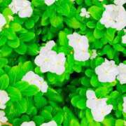 ヒメ日記 2025/07/09 11:12 投稿 愛田いずみ 恋する奥さん 西中島店