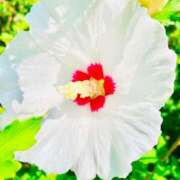 ヒメ日記 2025/07/19 06:25 投稿 愛田いずみ 恋する奥さん 西中島店