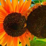 ヒメ日記 2025/07/31 11:48 投稿 愛田いずみ 恋する奥さん 西中島店