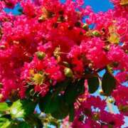 ヒメ日記 2025/08/01 14:25 投稿 愛田いずみ 恋する奥さん 西中島店