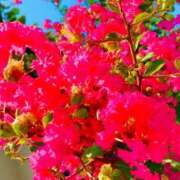 ヒメ日記 2025/08/15 21:44 投稿 愛田いずみ 恋する奥さん 西中島店