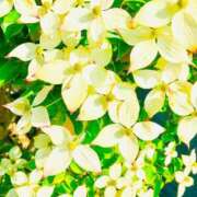 ヒメ日記 2025/09/13 10:57 投稿 愛田いずみ 恋する奥さん 西中島店