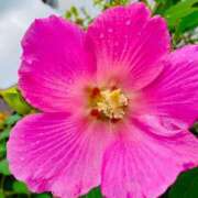 ヒメ日記 2025/10/16 09:51 投稿 愛田いずみ 恋する奥さん 西中島店