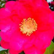 愛田いずみ ☺︎ 恋する奥さん 西中島店