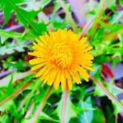 ヒメ日記 2026/03/28 09:27 投稿 愛田いずみ 恋する奥さん 西中島店