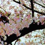 ヒメ日記 2026/04/08 13:01 投稿 愛田いずみ 恋する奥さん 西中島店