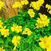 愛田いずみ ☺︎ 恋する奥さん 西中島店