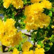 愛田いずみ ☺︎ 恋する奥さん 西中島店