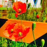 ヒメ日記 2026/04/16 11:09 投稿 愛田いずみ 恋する奥さん 西中島店