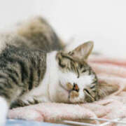 ヒメ日記 2026/02/15 17:34 投稿 えま 地元女子が勢揃い 宇都宮ガールズ