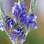 ヒメ日記 2025/08/10 23:08 投稿 みさえ 熟女の風俗最終章 沼津店