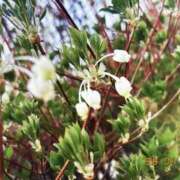 ヒメ日記 2026/04/09 09:23 投稿 いとか Queen Angel(クイーンエンジェル)