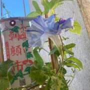 加納 七夕の歌 鶯谷人妻城