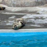 ヒメ日記 2025/07/26 17:10 投稿 小泉まい 癒されるワイフ