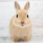 ヒメ日記 2025/07/27 20:33 投稿 小泉まい 癒されるワイフ