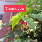 ヒメ日記 2025/08/03 09:42 投稿 小泉まい 癒されるワイフ