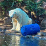 ヒメ日記 2026/01/17 21:27 投稿 小泉まい 癒されるワイフ