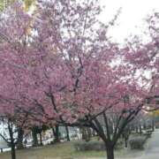 ヒメ日記 2026/03/23 14:04 投稿 糸井厚子 五十路マダム姫路店