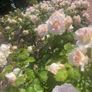 ヒメ日記 2025/06/24 20:20 投稿 ほたる【静かに惹かれていく存在】 LIPS(リップス)