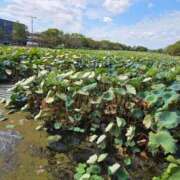 ヒメ日記 2025/10/20 19:47 投稿 ほたる【静かに惹かれていく存在】 LIPS(リップス)