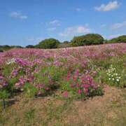 ヒメ日記 2025/11/04 21:00 投稿 ほたる【静かに惹かれていく存在】 LIPS(リップス)