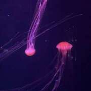 ヒメ日記 2025/09/27 16:02 投稿 ここあ スピードエコ難波店