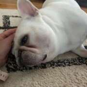 ヒメ日記 2025/08/25 16:14 投稿 しゅう 桃李（とうり）