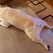 ヒメ日記 2025/09/11 05:44 投稿 しゅう 桃李（とうり）