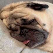 ヒメ日記 2025/09/30 16:04 投稿 しゅう 桃李（とうり）