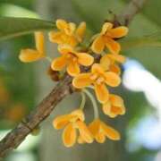 ヒメ日記 2025/10/07 16:54 投稿 しゅう 桃李（とうり）