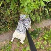 ヒメ日記 2025/10/12 17:04 投稿 しゅう 桃李（とうり）