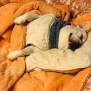 ヒメ日記 2025/10/23 05:24 投稿 しゅう 桃李（とうり）