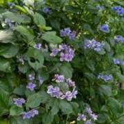 ヒメ日記 2025/09/20 04:47 投稿 みん CECIL