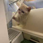 ヒメ日記 2025/06/18 14:30 投稿 みゆ 埼玉西川口ショートケーキ（シンデレラグループ）