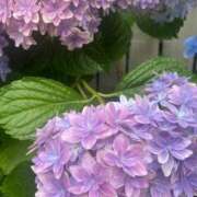 ヒメ日記 2025/06/27 15:14 投稿 奈乃(なの) 人妻城 横浜本店