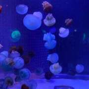 ヒメ日記 2025/07/24 23:03 投稿 奈乃(なの) 人妻城 横浜本店