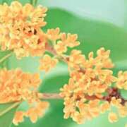 ヒメ日記 2025/10/24 08:36 投稿 奈乃(なの) 人妻城 横浜本店