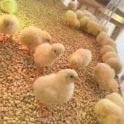 ヒメ日記 2025/11/29 08:10 投稿 奈乃(なの) 人妻城 横浜本店