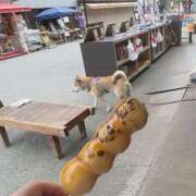 せな 2日しか働いてませんが 奥様なでしこ