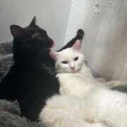 ヒメ日記 2026/02/22 19:51 投稿 なち【至高の快感と癒し】 Mode（モード）◆理想の彼女◆